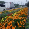 ご近所の風景・・