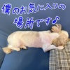 ソファーは独り占め