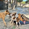 【ロスカボス】保護犬とも触れ合える、全室ツリーハウスのAcre Hotel