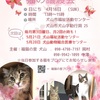 4月16日譲渡会のお知らせ🐾