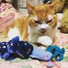 猫写真♯396