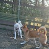 老犬ホームあん｜新人さん ムギ＆ホップ^^