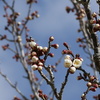 リタイア生活４７ヶ月目　２０２５年２月のガス代　新旧比較