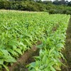 【衝撃】日本たばこ産業が4年ぶりの価格引き上げ｜31年連続の衰退に歯止めはかかるのか