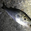初心者でも絶対に釣れる釣り方を詳しく解説します。愛知県知多半島でぶっこみ釣りに挑戦！！