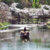 弘前公園桜まつり　10日目　　花筏