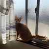 夏への扉　春の香り