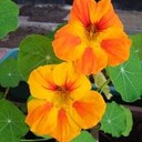 日々のできごと・畑のことなど