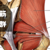梨状筋症候群　発症メカニズム・梨状筋・坐骨神経・椎間関節・仙腸関節・理学療法評価