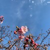 早咲き桜