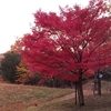 近所の公園へ紅葉狩りに行ってきました。