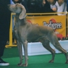 WEIMARANER (SHORTHAIRED)