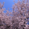 ソメイヨシノに似た花、ベニバスモモ　大阪城公園