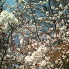 岐阜公園の桜