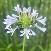 紫陽花・アガパンサス【スマホ撮り】