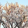 今年も卒業式・・