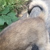 オオカミの名残？ではないのでしょうが…