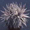 Dyckia 'Bill Paylen'