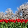 23年3月の府立植物園の桜のお話。