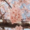 相模原で桜の花見