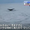 クジラか　今度は湯島　再び目撃情報【熊本】