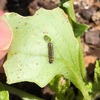 大根の葉っぱを食い荒らすヨトウムシ（夜盗虫）… Amazonで購入した農薬はBT剤という生物農薬でした…