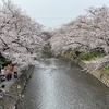 岩倉の五条川に桜を見てきました。