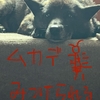 ムカデ犬　サン〜(๑•̀д•́๑)ｷﾘｯ〜