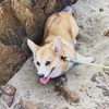 コーギー犬、アディ海に行きました！初YOUTUBE！