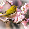 梅にメジロの結城神社