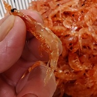 自作でオキアミをハード加工 サシエサ用オキアミ加工の秘策を大公開 エサ持ち 釣果アップ うささん釣りしてますねん 自作でオキアミをハード加工 サシエサ用オキアミ加工の秘策を大公開 エサ持ち 釣果アップ うささん釣りしてますねん