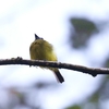 ハシナガタイランチョウ(Common Tody-Flycatcher)