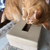 ティッシュボックスの猫的使い方