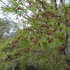 駒ヶ根だより（５月）