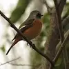 冬の公園で野鳥観察(*´з`)