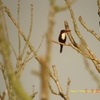White-throated Kingfisher アオショウビン(スマトラの鳥その1)