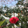 溶けかけ雪の清水寺とその周辺てくてく（後編）