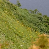 夏の野山を飾る花