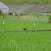 梅雨・鴨・トンビ・タラの木