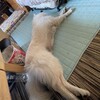 愛犬の健康と元気