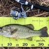 猫じゃらしでブラックバス釣り！！　印旛沼中央排水路　ホリデーパック20-210  