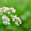 昔ながらの健康食材　『蕎麦』ほぼ毎日食べてます。