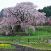 あきのの湯と又兵衛桜と室生寺の五重塔