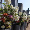「花くらべ」でお墓に花を供える11月15日