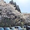 ソメイヨシノが満開！みやざき春だより②【宮崎県立平和台公園】