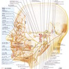 顔面神経の覚え方