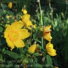 我が家の花たち・６月半ば・①