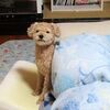 ニゴくんの口のしこり
