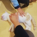 猫と子供とついでに私