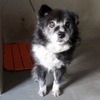 釧路保健所収容のホームページ未掲載の老犬
